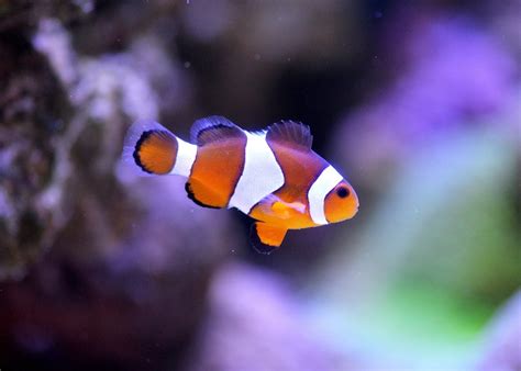 14 Cutest Fish Species That Will Make You Gush.